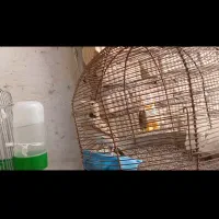 سهره خاکی|پرنده|مرودشت, مختارآباد|دیوار