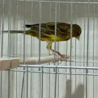 قناری ماده سبز چمنی|پرنده|شیراز, شریف‌آباد|دیوار