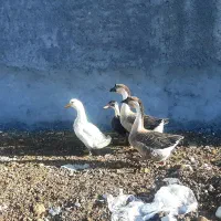 قوغاز|حیوانات مزرعه|یاسوج, |دیوار