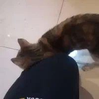 معاوضه گربه با پرنده|گربه|اهواز, گلستان|دیوار