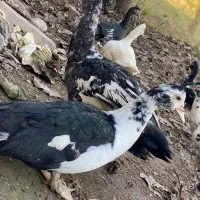 اردک اسرائیلی