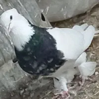تعدادی کفتر