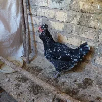 تخم مرغ نطفه دار گلین|حیوانات مزرعه|زنجان, |دیوار