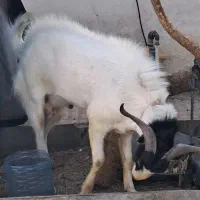 فروش یک عدد نر بز یک و نیم ساله سالم سرحال آماده