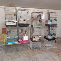 گرینچیک جفت وعروس کوتوله برزیلی مولد