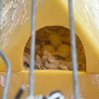 فنچ مولد همراه با تخم