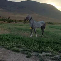 با سلام