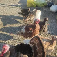 مرغ خروس بوقلمون