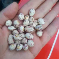 لوبیا چیتی سرحد|عمده‌فروشی|درودزن, |دیوار