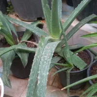 گلهای طبیعی|گل و گیاه طبیعی|میانه, |دیوار