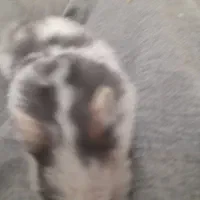 همستر آروم سالم