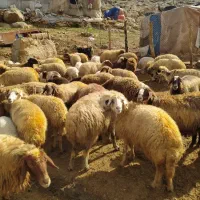 فروش دام زنده بزوتی بزومیش وشیشک چاق فلک الدین|حیوانات مزرعه|خرم‌آباد, |دیوار