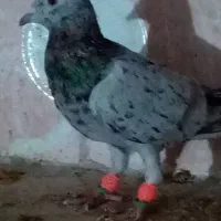 نر ماده هفت رنگ خطی|پرنده|تربتحیدریه, حیدرآباد|دیوار