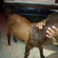 یک عدد کره نر اگر خریدار واقع هستی تماس بگیر