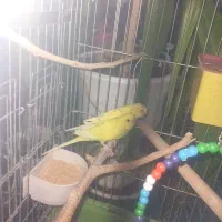 مرغ عشق جفت