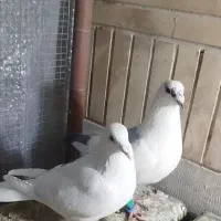 کفتر پلاکی|پرنده|مبارکه, |دیوار