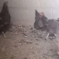 ۳۵ عدد مرغ|حیوانات مزرعه|نجف‌آباد, حومه نجف آباد|دیوار