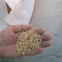 خریدار شالی فجر.. ندا.. دم سیاه