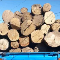 خرید چوب|خدمات باغبانی و درختکاری|شازند, |دیوار