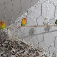 طوطی برزیلی