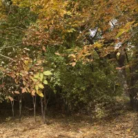 زمین ساخت ۴۵۰ متر روستای مشهدالکوبه