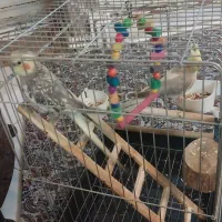 یه جفت عروس هلندی|پرنده|ری, شهرری|دیوار