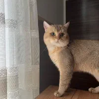 گربه بریتیش گلد