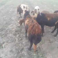 ۲راس بره قورچ  پوست گاوی قیمت ۱۴۰ملیون مقطوع