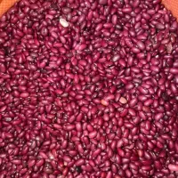 لوبیا قرمز یاقوتی