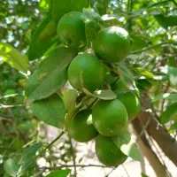 لیمو تازه و درجه یک