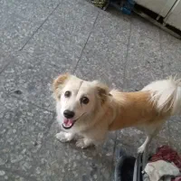 سگ گمشده