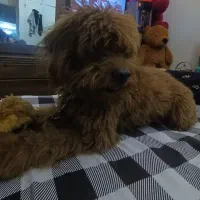 پودل