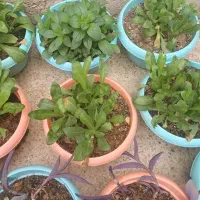 گلهای فصلی قشنگ|گل و گیاه طبیعی|مسجد سلیمان, |دیوار