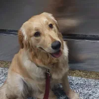 گلدن ماده ۷ ماهه واگذاری زیر قیمت تا آخر هفته فقط