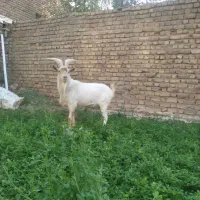 سانن نر بز