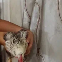 دوتا جوجه دونیم ماهه و یک مرغ تخم گذار