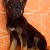 سگ ژرمن شپرد کینگ سایز موکوتاه شاه توله ( ماده )