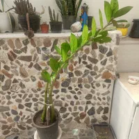 گل اپارتمانی