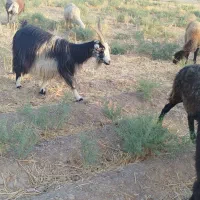 بزسالم ابستن|حیوانات مزرعه|شریف‌آباد, |دیوار