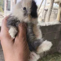 خرگوش لپ|موش و خرگوش|بوکان, |دیوار