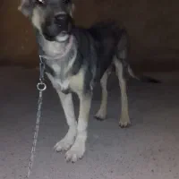 توله سگ ۵ ماهه|سگ|کرج, گلشهر|دیوار