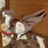 کبوتر|پرنده|کرج, فاز ۲ مهرشهر|دیوار