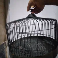 قفس طرقه سالم