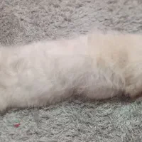 سگ .