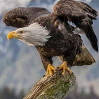 آژانس مینی بوس تلفنی ومیدل باس عقاب غرب|خدمات حمل و نقل|کرمانشاه, |دیوار