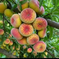 نهال پسته گردو|گل و گیاه طبیعی|شاهین دژ, |دیوار