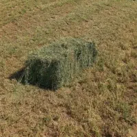 یونجه