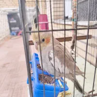 مرغ عروس هلندی