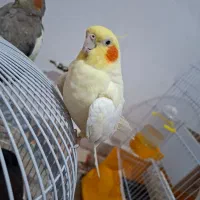 عروس و مینا