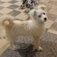 سگ پامرین|سگ|نهاوند, |دیوار